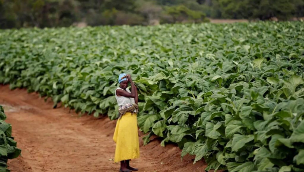 African tobacco farmer inspecting mature tobacco plant