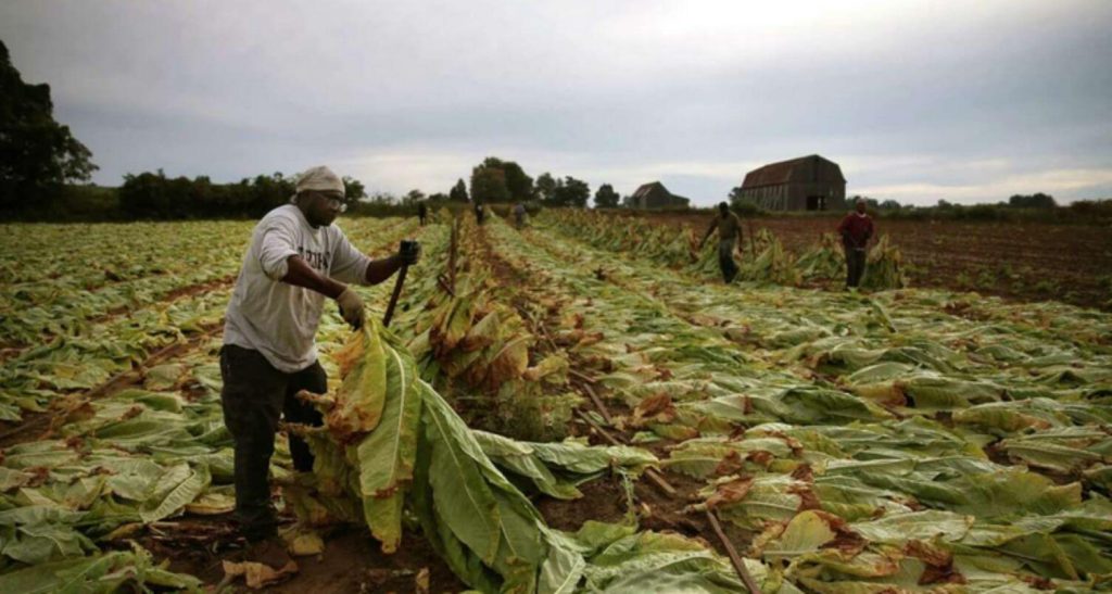 Maryland tobacco farmer tending to the crop